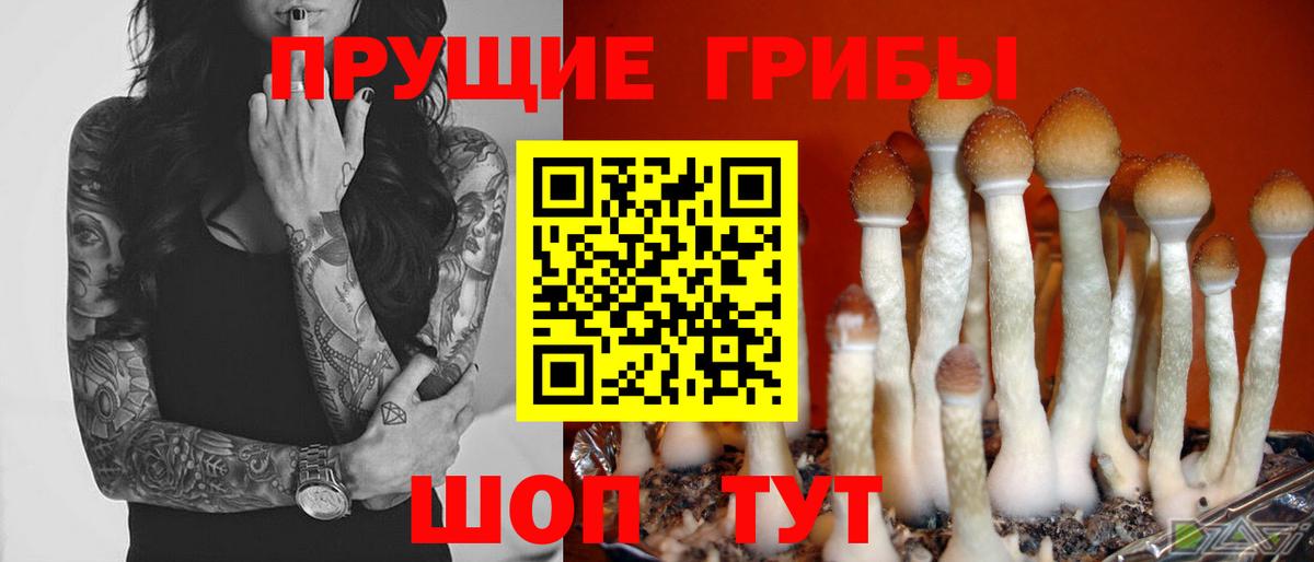 Псилоцибиновые грибы Psilocybe Павлово